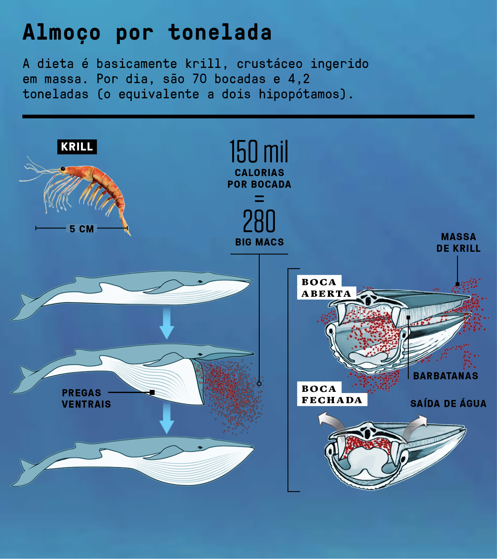 Por dentro de uma baleia-azul