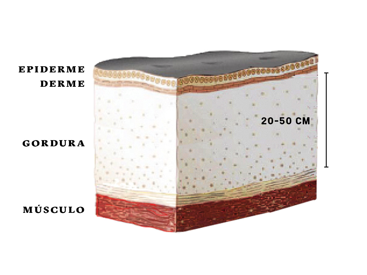 Por dentro de uma baleia-azul