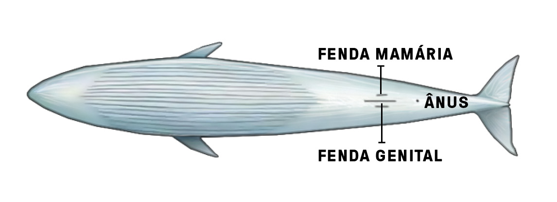 Por dentro de uma baleia-azul