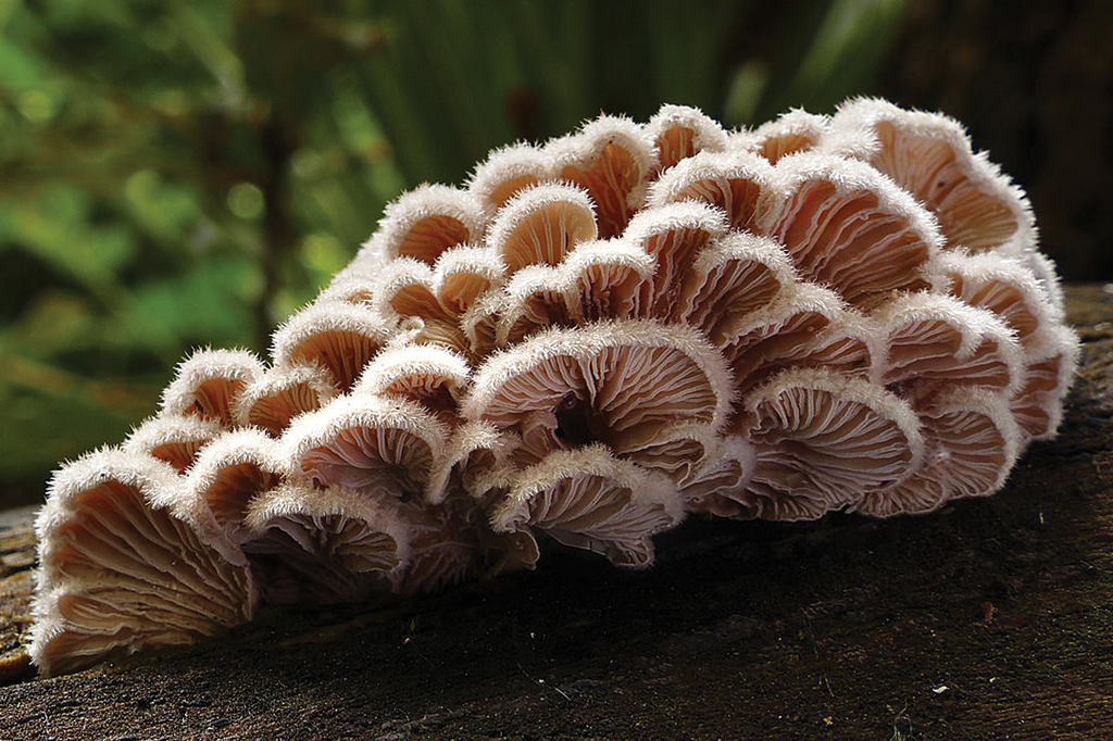 Este fungo tem 23 mil sexos