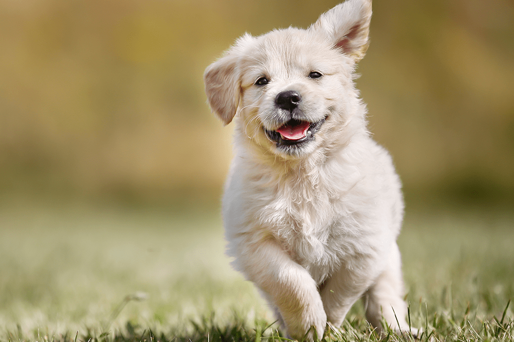 Dez semanas na vida de um filhote de cachorro