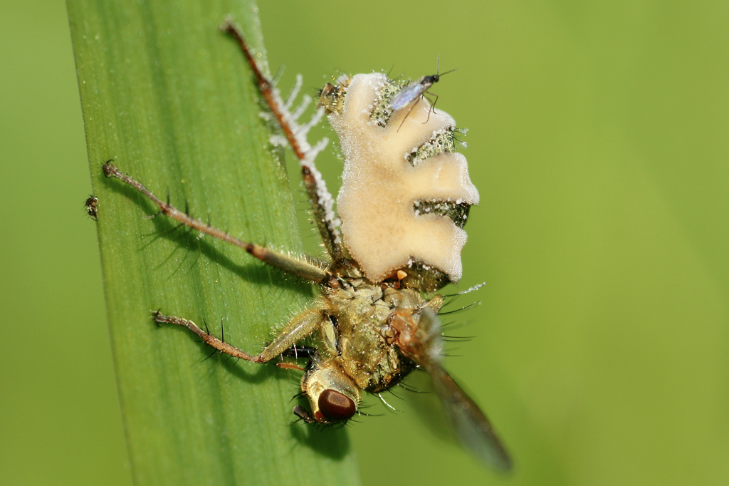 Fungo zumbi transforma moscas em escravas