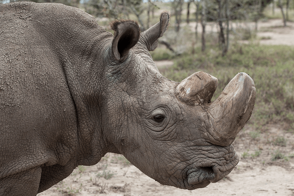 Como os rinocerontes estão sendo reduzidos a pó