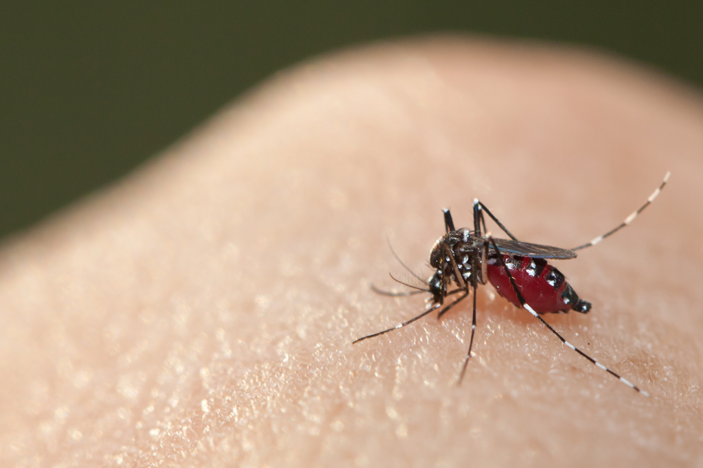 Remédio pode curar o Zika – e evitar transmissão para bebês