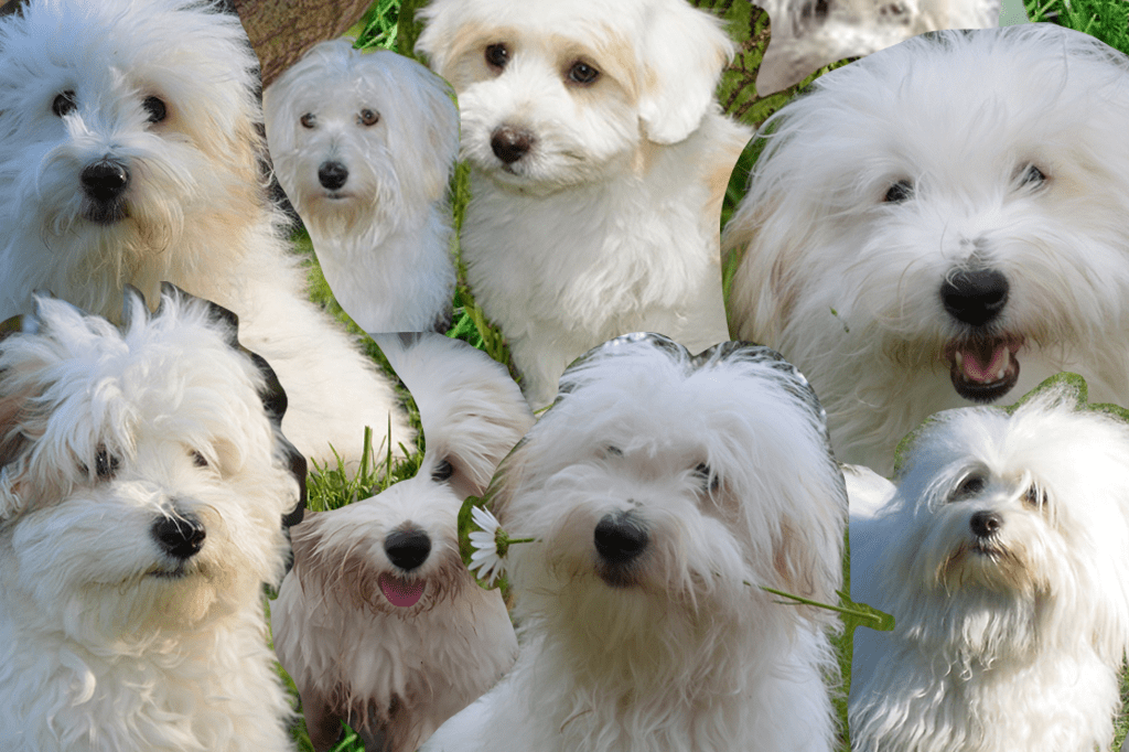 Barbra Streisand clonou seu cão – o que é meio errado e completamente sem sentido