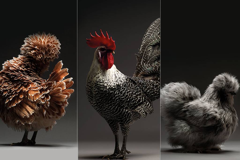 Miss Chicken 2018: um fotógrafo achou as mais loucas galinhas da Europa. E elas são maravilhosas.