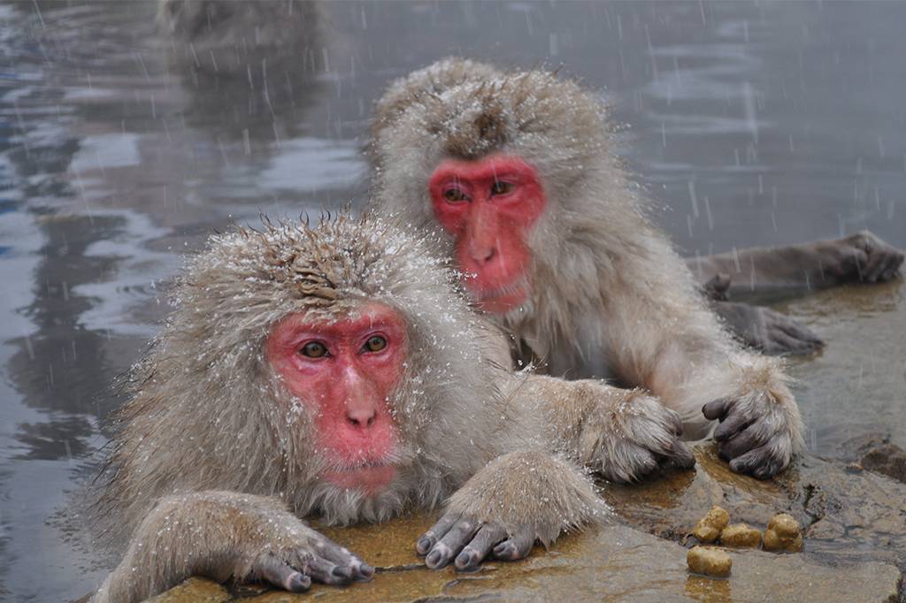 Japão tem parque com fontes termais só para macaquinhos