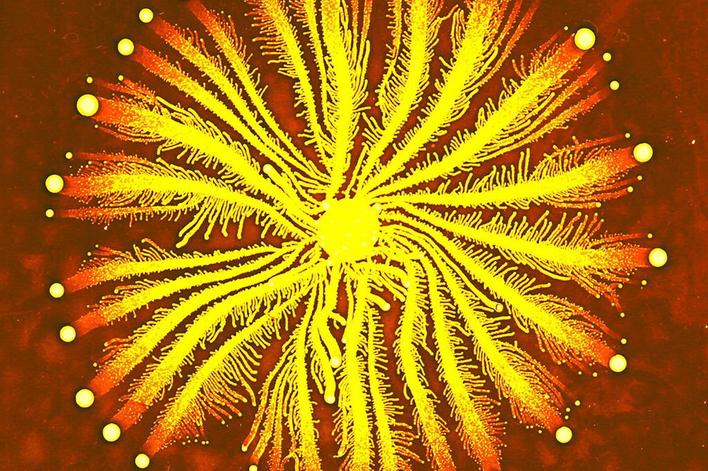 Descobriram um micróbio que se mata de tanto poluir o próprio ambiente