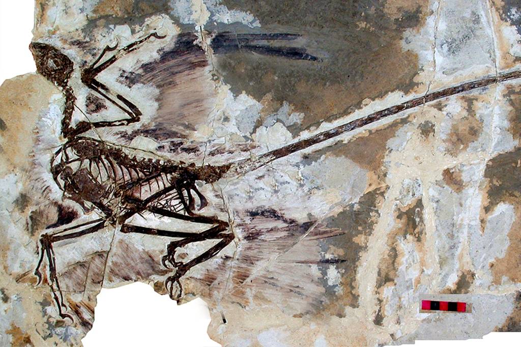Cientistas descobrem caspa de 125 milhões de anos em dino com 4 asas
