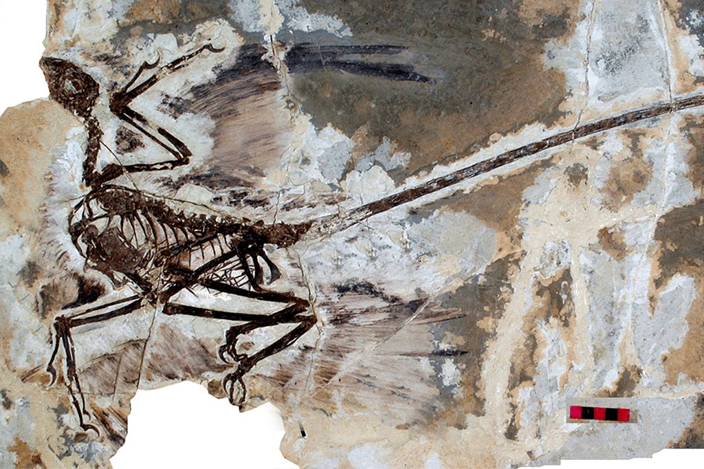 Cientistas descobrem caspa de 125 milhões de anos em dino com 4 asas