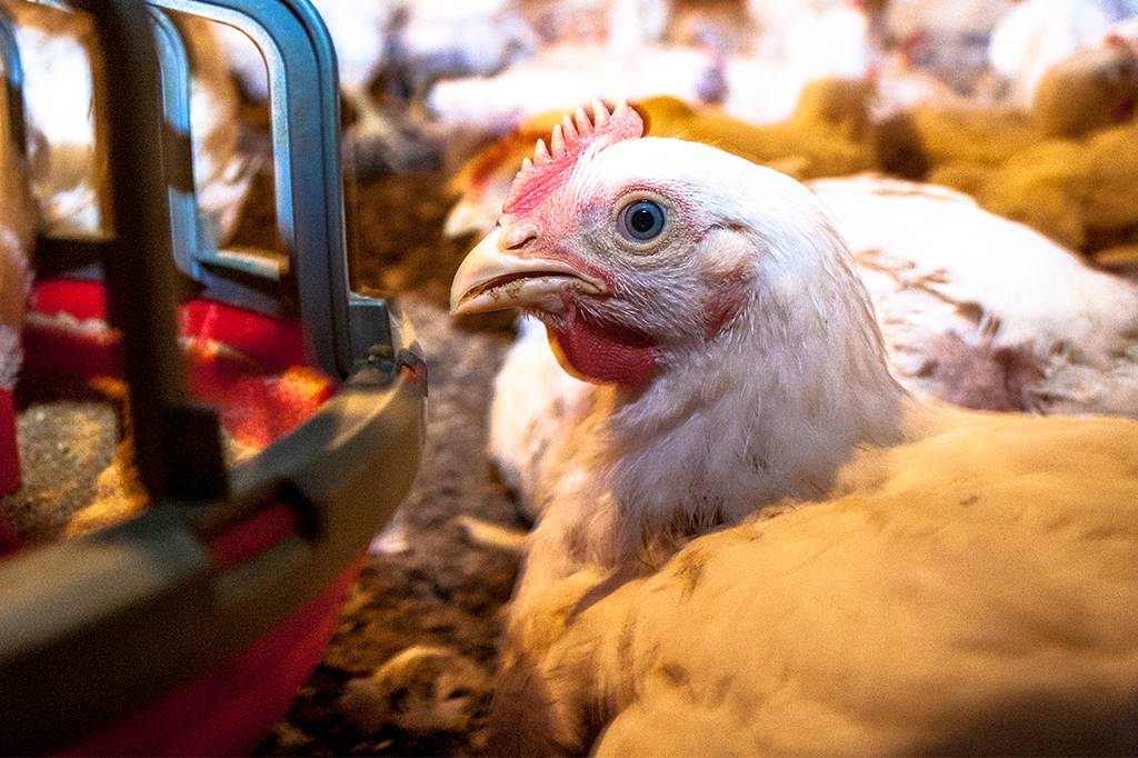 Por que frangos começam a se canibalizar?