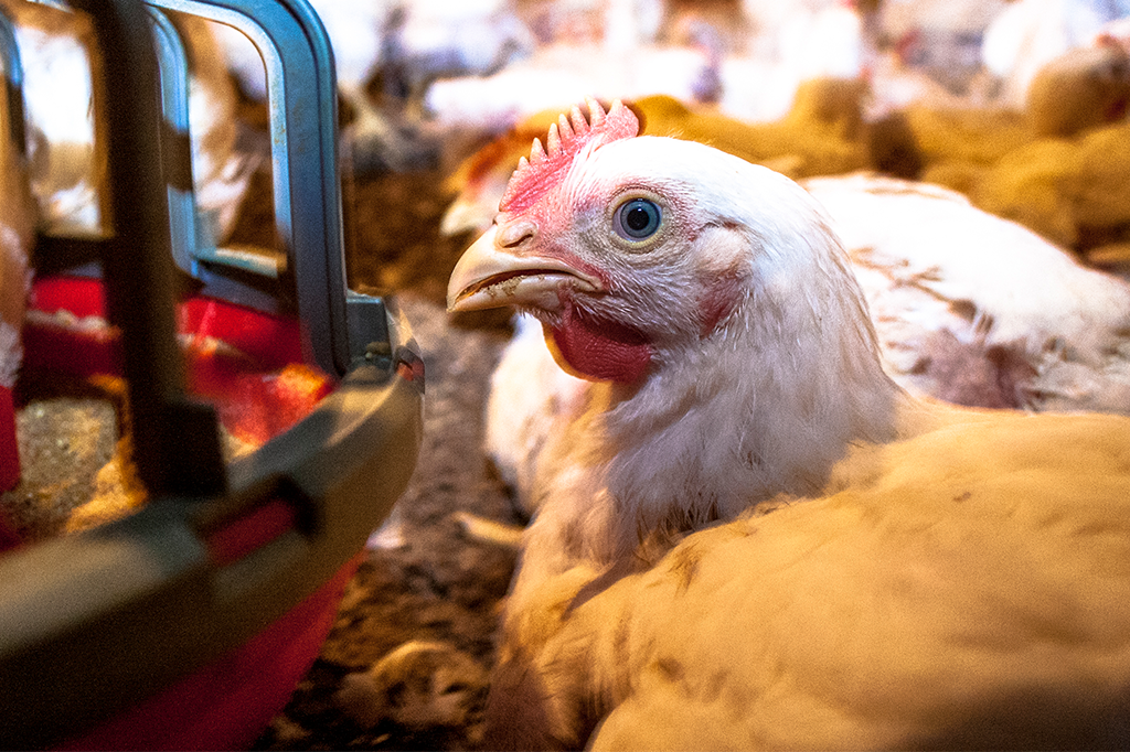 Por que frangos começam a se canibalizar?