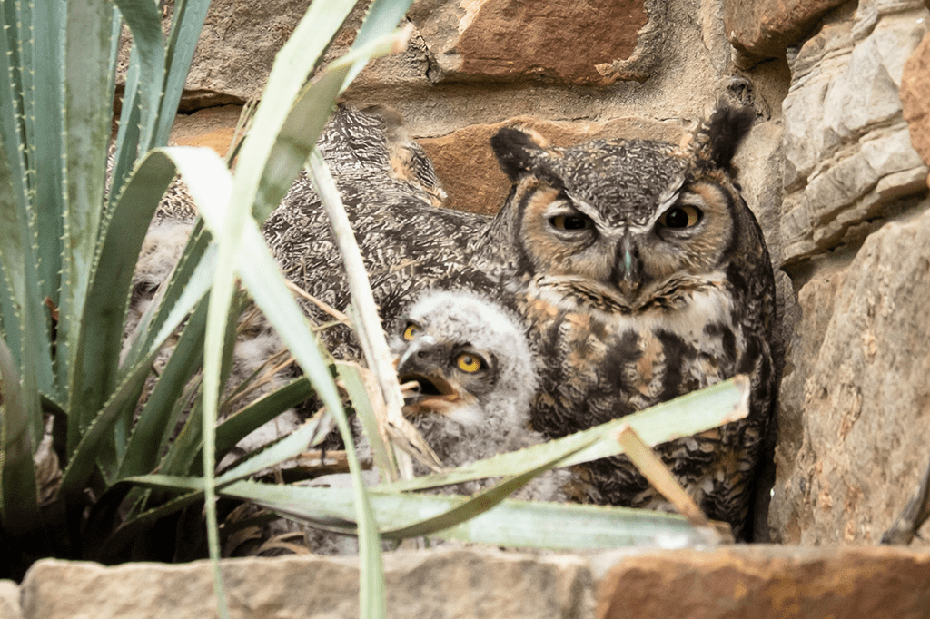 Descoberta família de corujas com 2 mães e 1 pai
