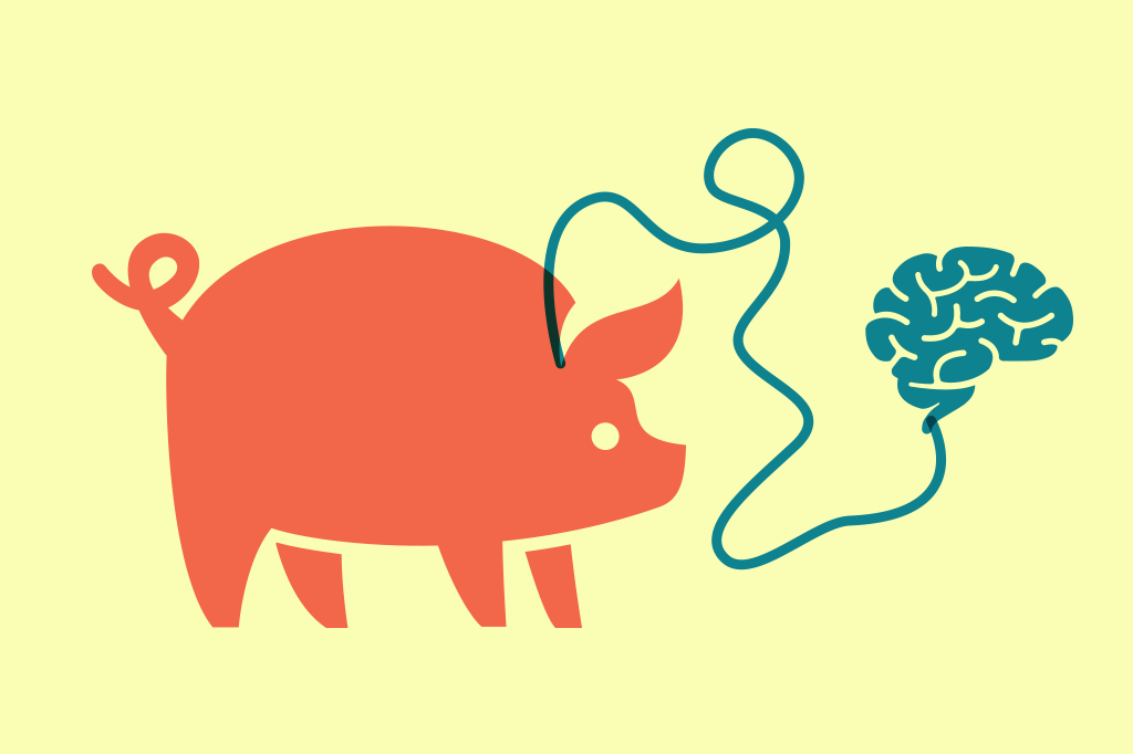 Neurocientistas mantêm cérebros de porcos vivos por 36 horas fora do corpo