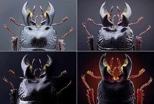 Sueco fotografa insetos em registros impressionantes