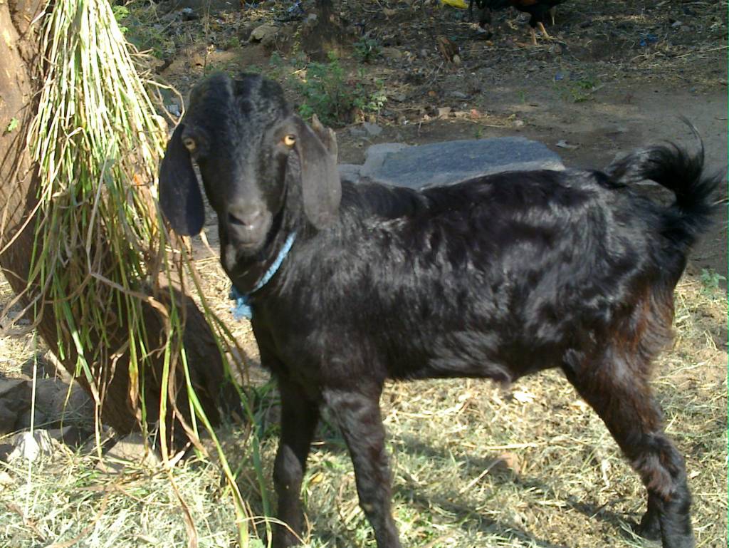 1_village_goat-_in_tamilnadu