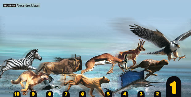 per-125-animais-mais-velozes bichos velocidade águia cheetah zebra per-125-animais-mais-velozes bichos velocidade águia cheetah zebra