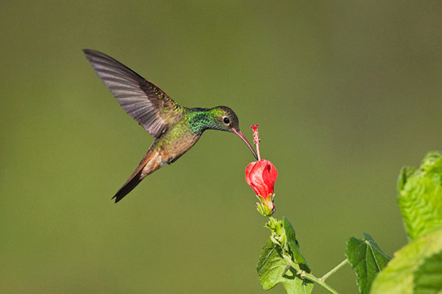 beija-flor-parado-ar