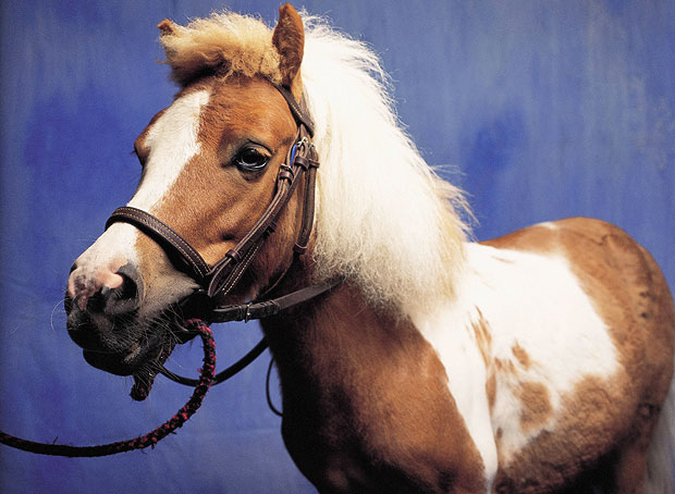 Os pôneis são cavalos anões?