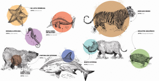 Que animais são utilizados na medicina popular?