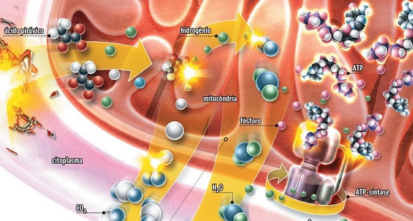 Como é obtida a energia que faz nosso corpo funcionar?