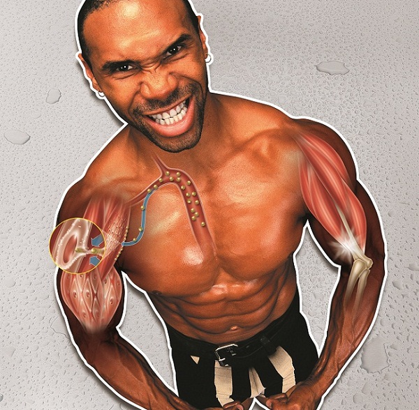 Como os anabolizantes agem no organismo?