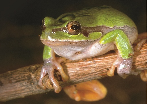 Qual a diferença entre sapo, rã e perereca?
