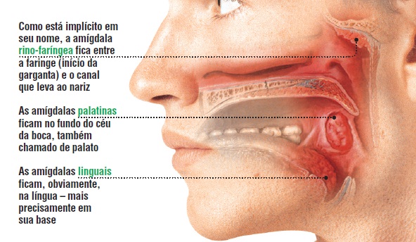 para-que-servem-as-amigdalas