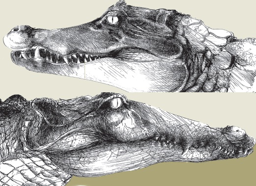 qual-e-a-diferenca-entre-crocodilo-e-jacare