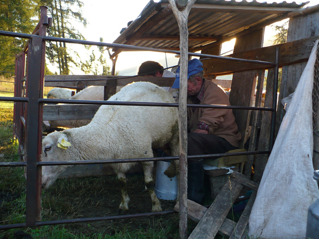 Qual animal tem o leite mais nutritivo?