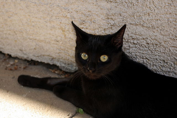 Por que o gato preto é considerado mau agouro?