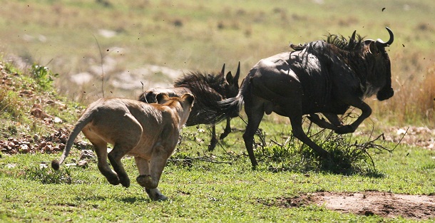 Existem diferenças no modo como caçam os grandes felinos?