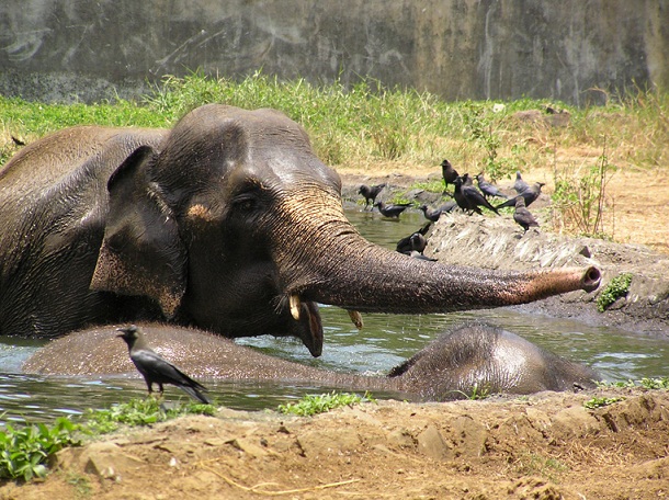 Elephants_byculla Elephants_byculla