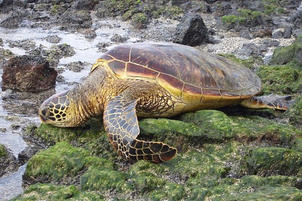 640px-Green_Sea_Turtle_Dec_05
