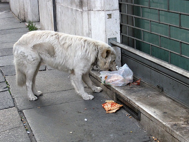 Stray_dog_in_Rome