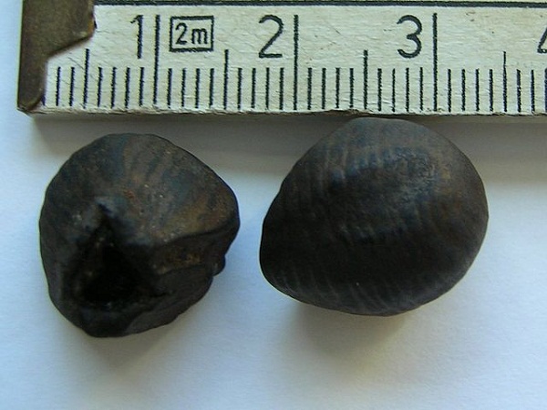 Onde ficam as sementes da banana?