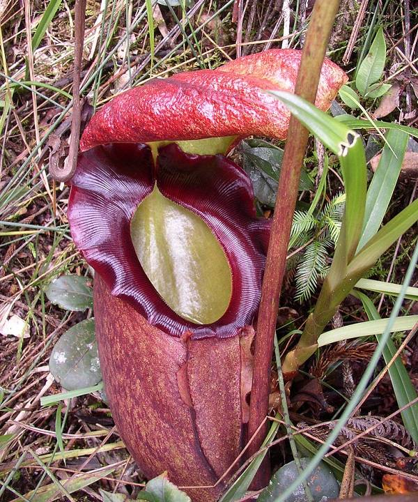 Nep_rajah_pitcher