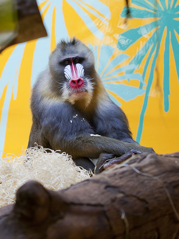 576px-Mandril_(Mandrillus_sphinx),_Tierpark_Hellabrunn,_Múnich,_Alemania,_2012-06-17,_DD01 576px-Mandril_(Mandrillus_sphinx),_Tierpark_Hellabrunn,_Múnich,_Alemania,_2012-06-17,_DD01