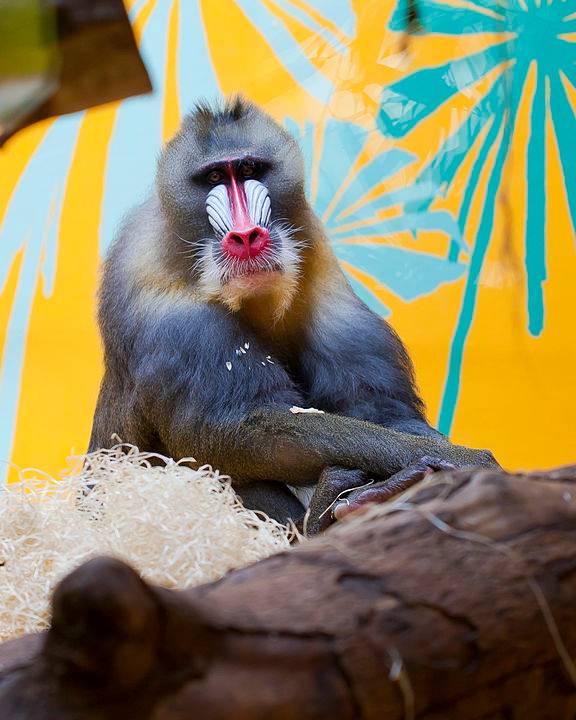 576px-Mandril_(Mandrillus_sphinx),_Tierpark_Hellabrunn,_Múnich,_Alemania,_2012-06-17,_DD01