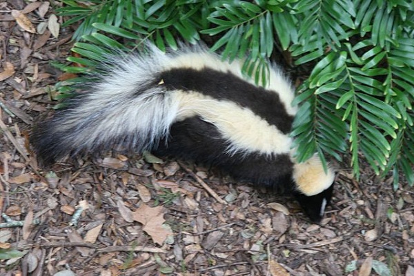 640px-Striped_skunk_Florida 640px-Striped_skunk_Florida