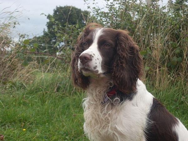 Male_English_Springer_Spaniel