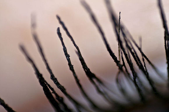 Para que servem cílios, sobrancelhas e outros pêlos esquisitos?