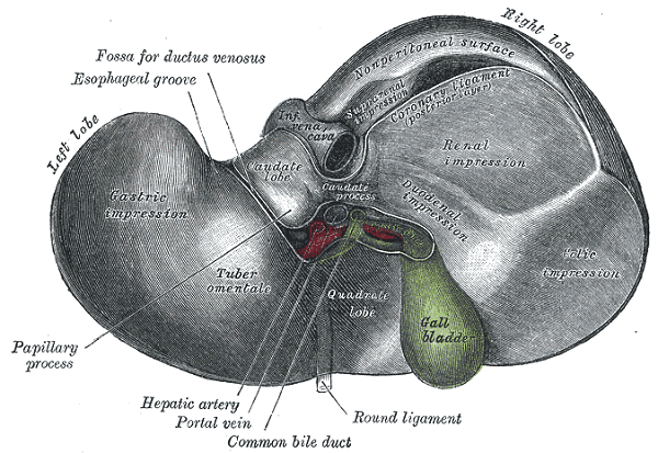 Gray1086-liver