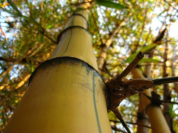640px-Bambu-imperial-Detalhe