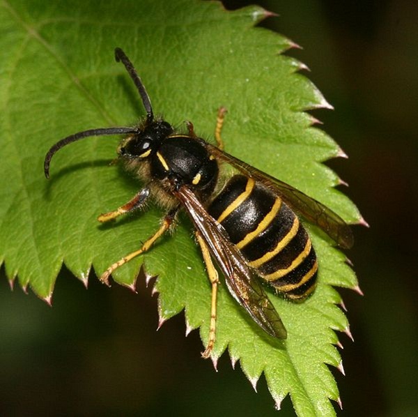 Dolichovespula_saxonica_(male)