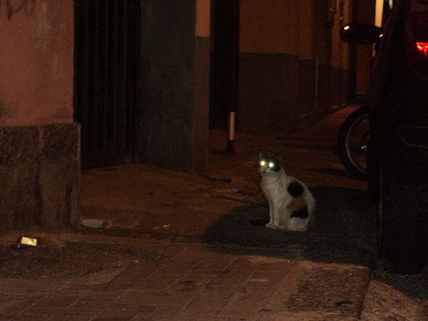 640px-Cat_in_the_night_of_Catanzaro_Lido 640px-Cat_in_the_night_of_Catanzaro_Lido