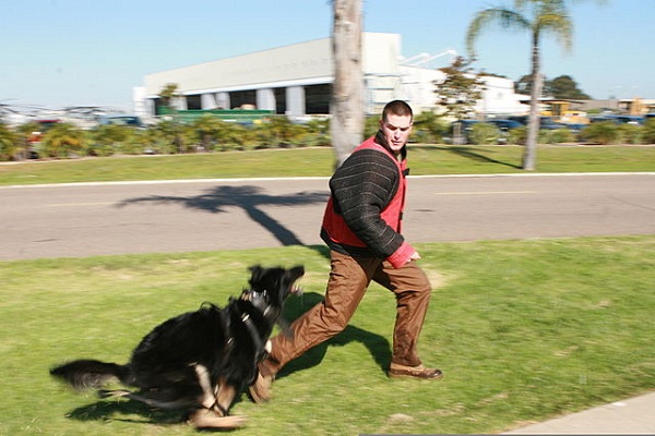 Quando os cães se tornaram os melhores amigos do homem?