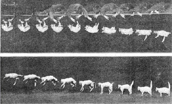 Por que os gatos sempre caem de pé?