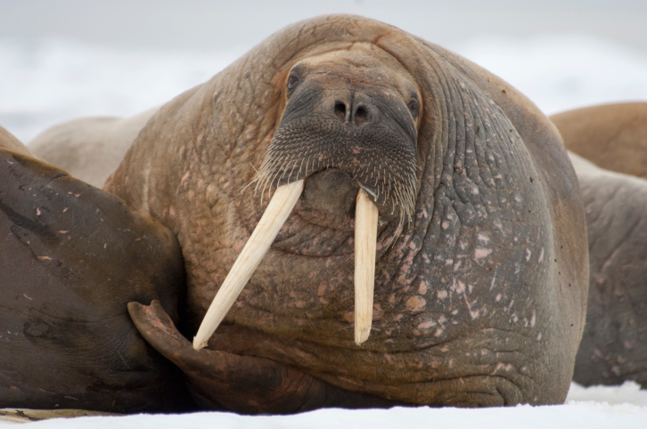 Qual a diferença entre morsa, foca, leão-marinho e lobo-marinho?