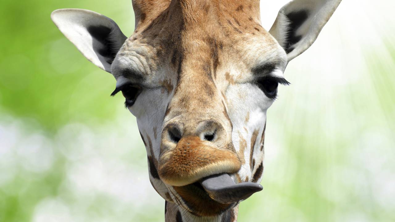 Girafa